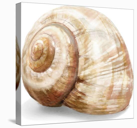 'Simple Shell - Conch' Stretched Canvas Print - Tania Bello ...