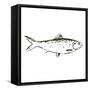 Simple Sketched Fish-OnRei-Framed Stretched Canvas