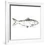 Simple Sketched Fish-OnRei-Framed Art Print