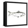 Simple Sketched Fish-OnRei-Framed Stretched Canvas