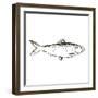 Simple Sketched Fish-OnRei-Framed Art Print