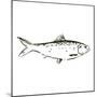 Simple Sketched Fish-OnRei-Mounted Art Print