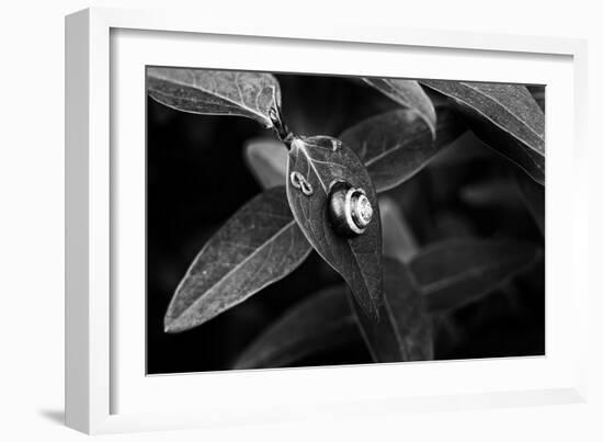 Simple Things-Henriette Lund Mackey-Framed Photographic Print