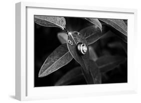 Simple Things-Henriette Lund Mackey-Framed Photographic Print