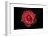 Simplicity is Beauty-Rui Boino-Framed Photographic Print