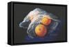 Simply Oranges-Tanja Ware-Framed Stretched Canvas