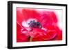 Simply Red-Jacky Parker-Framed Giclee Print