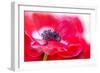 Simply Red-Jacky Parker-Framed Giclee Print