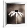 Simply Stated-Carolyn Cochrane-Framed Photographic Print