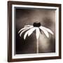 Simply Stated-Carolyn Cochrane-Framed Photographic Print