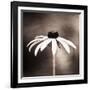 Simply Stated-Carolyn Cochrane-Framed Photographic Print