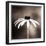 Simply Stated-Carolyn Cochrane-Framed Photographic Print