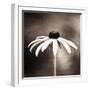 Simply Stated-Carolyn Cochrane-Framed Photographic Print