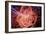 Simulation of Higgs Boson Production-David Parker-Framed Photographic Print