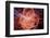 Simulation of Higgs Boson Production-David Parker-Framed Premium Photographic Print