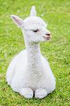 Cute Baby Alpaca-sinagrafie-Photographic Print