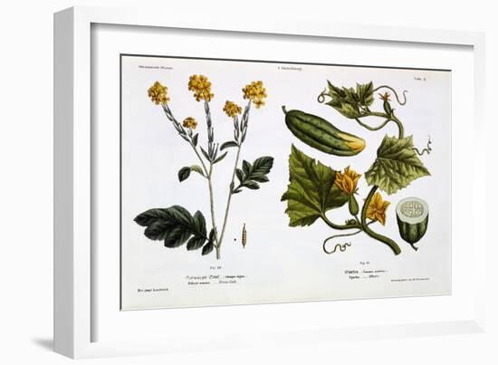 Sinapis Nigra (Fig 13)-Matthias Trentsensky-Framed Giclee Print