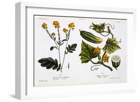 Sinapis Nigra (Fig 13)-Matthias Trentsensky-Framed Giclee Print