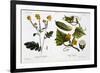 Sinapis Nigra (Fig 13)-Matthias Trentsensky-Framed Giclee Print