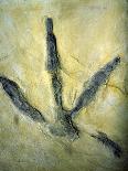 Fossilised Hominid Footprints From Laetoli-Sinclair Stammers-Photographic Print