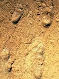 Fossilised Hominid Footprints From Laetoli-Sinclair Stammers-Photographic Print