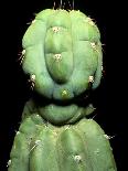 Pineapple Plant with Fruit-Sinclair Stammers-Photographic Print