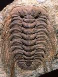 Trilobite Fossils-Sinclair Stammers-Photographic Print