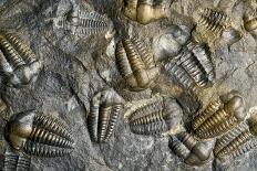 Trilobite Fossils-Sinclair Stammers-Photographic Print