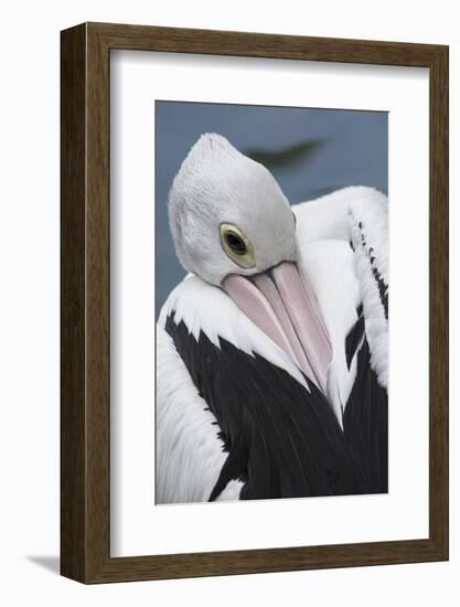 Singapore. Australian Pelican-Cindy Miller Hopkins-Framed Photographic Print
