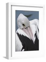 Singapore. Australian Pelican-Cindy Miller Hopkins-Framed Photographic Print