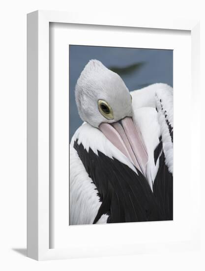 Singapore. Australian Pelican-Cindy Miller Hopkins-Framed Photographic Print