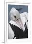 Singapore. Australian Pelican-Cindy Miller Hopkins-Framed Photographic Print