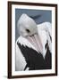 Singapore. Australian Pelican-Cindy Miller Hopkins-Framed Photographic Print