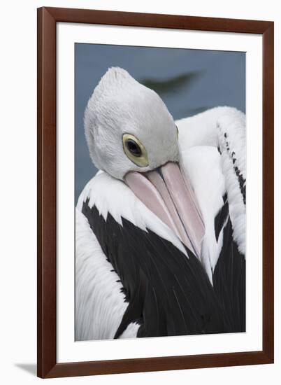 Singapore. Australian Pelican-Cindy Miller Hopkins-Framed Photographic Print