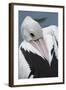 Singapore. Australian Pelican-Cindy Miller Hopkins-Framed Photographic Print