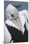 Singapore. Australian Pelican-Cindy Miller Hopkins-Mounted Photographic Print