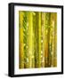 Singapore Botanic Gardens, Singapore-Jon Arnold-Framed Photographic Print