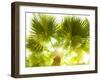 Singapore Botanic Gardens, Singapore-Jon Arnold-Framed Photographic Print