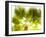 Singapore Botanic Gardens, Singapore-Jon Arnold-Framed Photographic Print