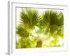 Singapore Botanic Gardens, Singapore-Jon Arnold-Framed Photographic Print