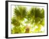 Singapore Botanic Gardens, Singapore-Jon Arnold-Framed Photographic Print