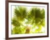 Singapore Botanic Gardens, Singapore-Jon Arnold-Framed Photographic Print