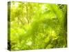 Singapore Botanic Gardens, Singapore-Jon Arnold-Stretched Canvas