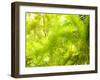 Singapore Botanic Gardens, Singapore-Jon Arnold-Framed Photographic Print