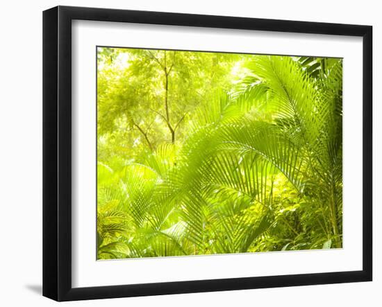 Singapore Botanic Gardens, Singapore-Jon Arnold-Framed Photographic Print