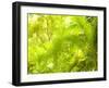 Singapore Botanic Gardens, Singapore-Jon Arnold-Framed Photographic Print