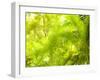 Singapore Botanic Gardens, Singapore-Jon Arnold-Framed Photographic Print