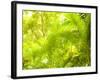 Singapore Botanic Gardens, Singapore-Jon Arnold-Framed Photographic Print