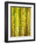 Singapore Botanic Gardens, Singapore-Jon Arnold-Framed Photographic Print