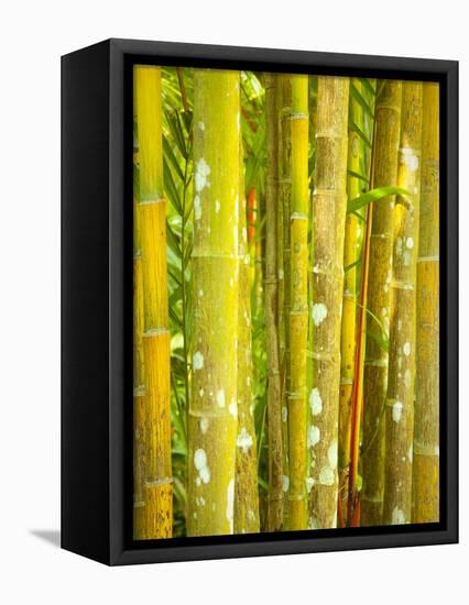 Singapore Botanic Gardens, Singapore-Jon Arnold-Framed Stretched Canvas